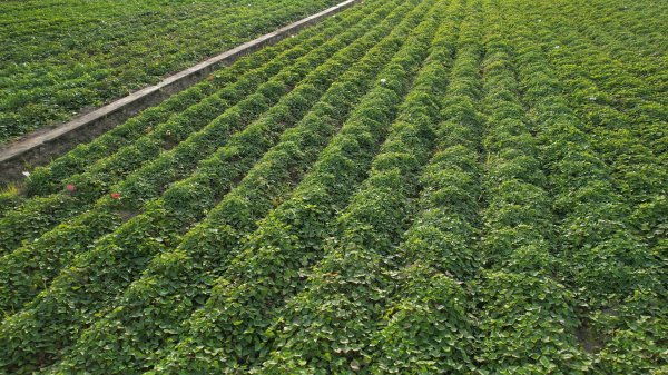 配资炒股平台 最全参会指南！2025广东薯业全产业链合作大会来了